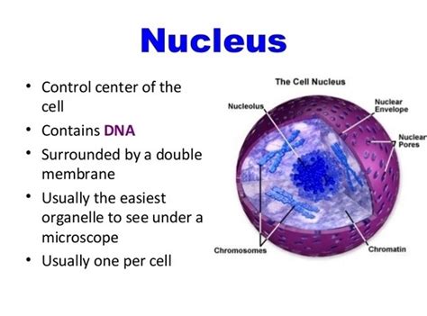 Anatomy Of The Nucleus Science Online