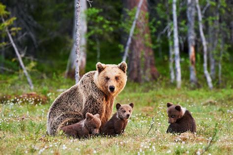 How Long Do Brown Bears Live Discover The Brown Bear Lifespan With