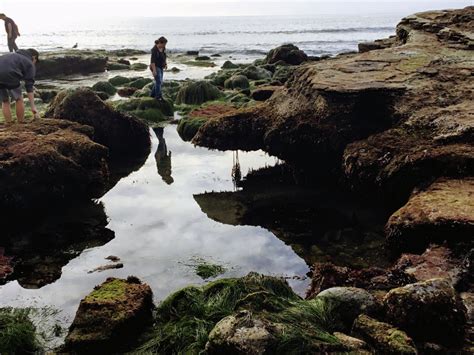 Cabrillo National Monument Tide Pools San Diego Beach Secrets