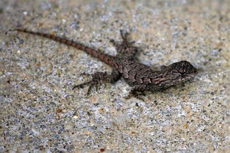 6 Of The Most Common Lizards In Florida Pictures Wildlife Informer
