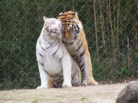 Two Tigers In Love Aww
