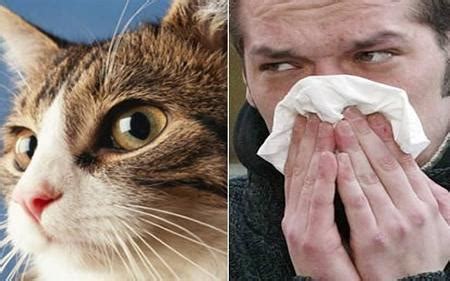 Your baby's adverse allergic reaction to the cat will vary case by case. Pet Allergy | Allergy Care