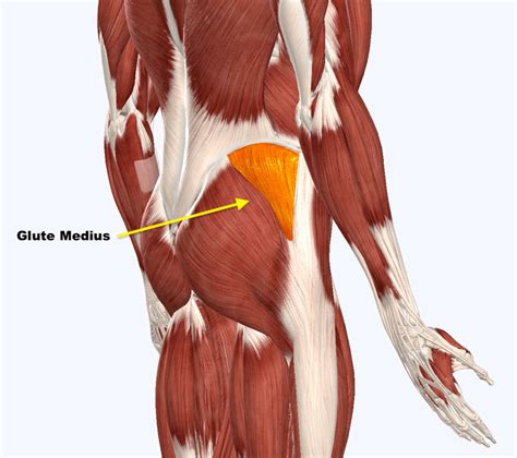 Rectus femoris forms the middle portion of the quadriceps. Glute Medius - Squat University