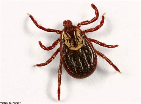 Ticks (suborder ixodida) are parasitic arachnids that are part of the superorder parasitiformes. Tick Safety | Metchosin Fire Department