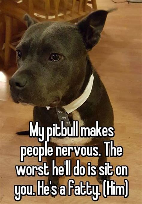 Pitbull Mem Pitbull Meme Dog Quotes Funny