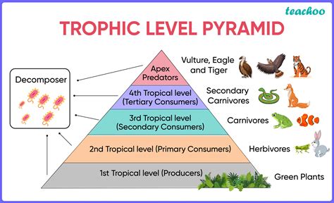Trophic Level Definition Food Chain Food Web Pyramid