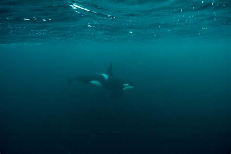Orcas Dive Into The Wild