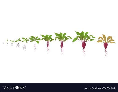 Growth Stages Of Red Beetroot Plant Royalty Free Vector