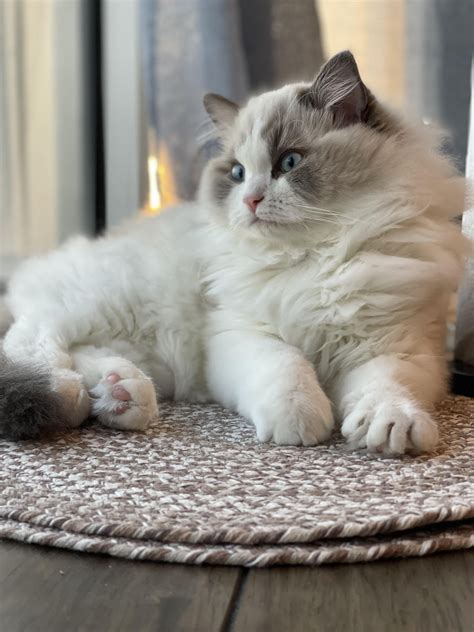 Say Hello To Our New Baby Houdini 4 Months Old Rragdolls