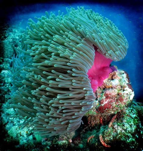 Heteractis Magnifica Sea Anemone Anemone Ocean Animals