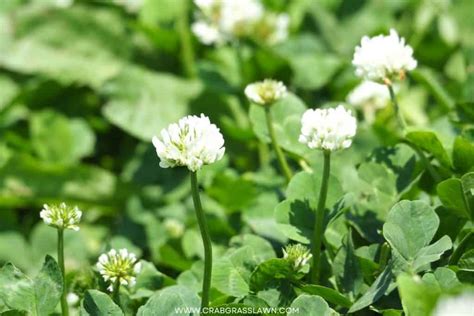 15 Weeds With White Flowers Common Lawn Weed Guide 2024 Crabgrasslawn