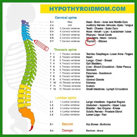 They are also commonly referred to as the rear end or the bum (especially with children). How Your Spine Is Connected To Your Organs (Including The ...