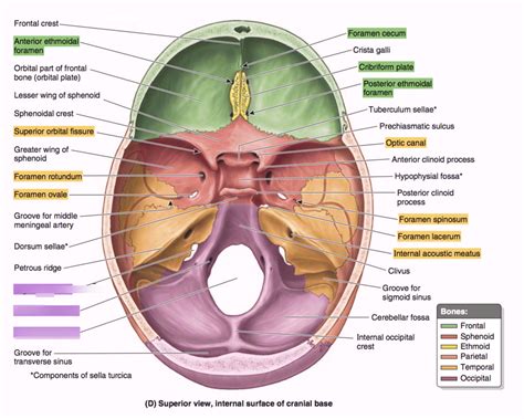 Cranial Fossa And Exit Foramina Posterior Fossa Diagram Quizlet Hot Sex Picture