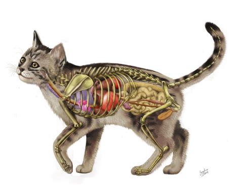 4d Cat Anatomy Model Huzzah Toys Ubicaciondepersonascdmxgobmx