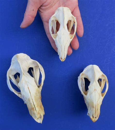 Animal Skull Identification Chart