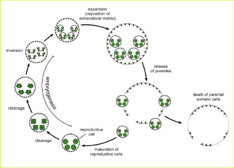 The Asexual Life Cycle Of Volvox Carteri During Embryogenesis Mature Download Scientific