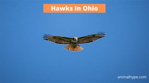 8 Species Of Hawks In Ohio Pictures And Info Animal Hype