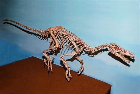 Velociraptor Skeleton Photograph By Millard H Sharp Pixels
