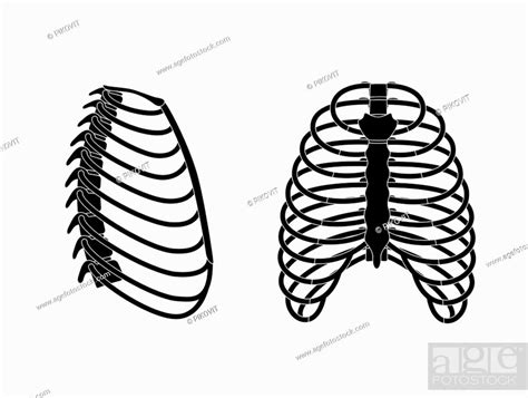 Human Rib Cage Anatomy Flat Vector Illustration Man Torso Skeletal