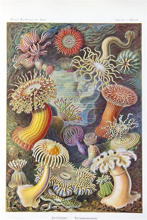 Marine Art Ernst Haeckel — Corridor8