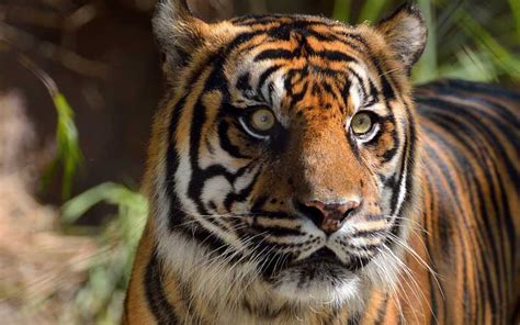 Sumatran Tiger Tiger Facts And Information