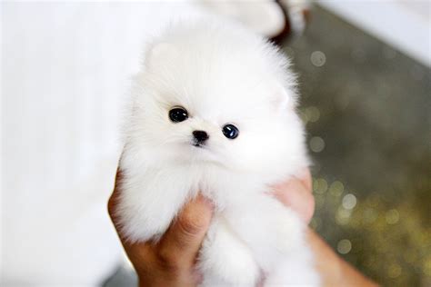 Use the search tool below and browse adoptable pomeranians! White Pomeranian Puppies - Where to buy, for sale? | I ...