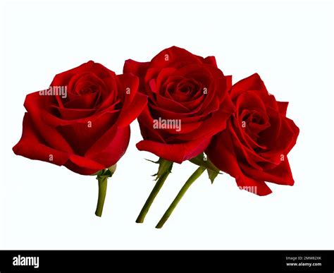 Three Dark Red Roses With A Shadow On A White Background Stock Photo
