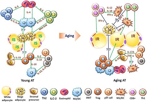 frontiers t cells in adipose tissue in aging