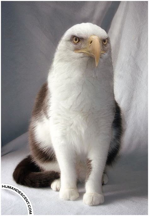 Catholics Cat Eagle