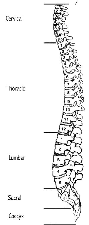 How many bones make up the vertebral column : Spinal Cord & Column Information | Information | Spinal ...