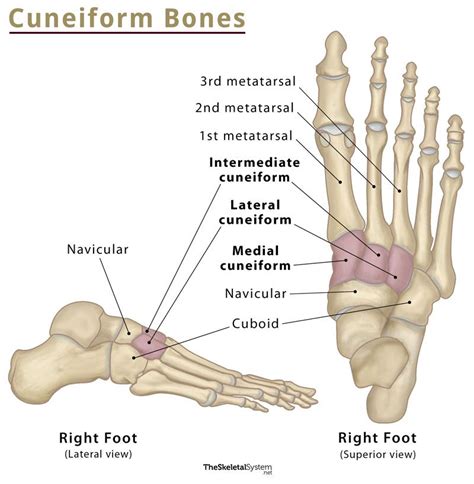Cuneiform Bones Definition Location Anatomy And Diagrams