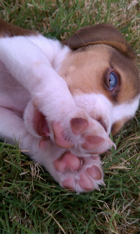 Blue Eyed Beagle Beagle Puppy Dog Friends Pets