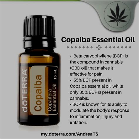Many practitioners of traditional medicine have been extremely impressed by copaiba essential oil benefits for centuries. Pin on Everything DoTerra Essential Oils...