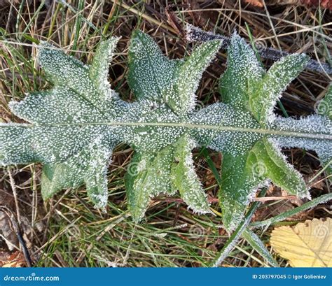 A Close Up Of Ice Crystals Formed On The Edge Of A Leaf Stock Image