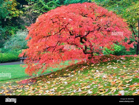 Japanese Maple Tree In Fall Color Portland Japanese Gardens Oregon