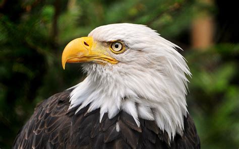 Native American Eagle Hd Wallpapers Top Free Native American Eagle Hd Backgrounds