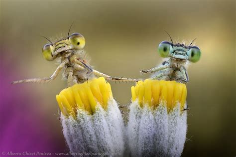 Top Best Macro Photographers In The World Topteny Com