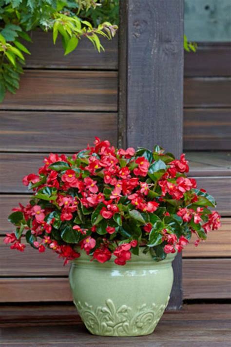 Surefire Begonias Bloom All Summer In Shade Shade Flowers Container