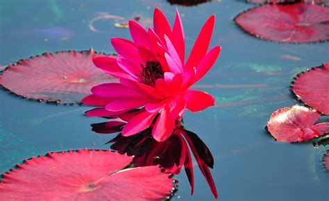 hd wallpaper water lily coolwallpapers me