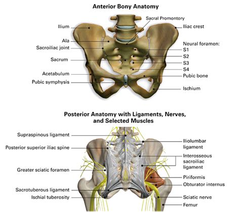 Muscles and ligaments of the lower back company info: SI Joint Disorders | Boulder Neurosurgical & Spine Associates