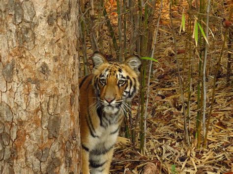 Bandhavgarh And Central India Tiger Safari Tour