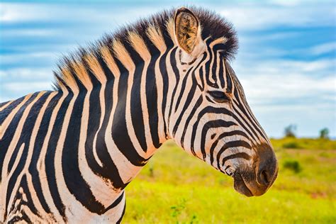 Baby Zebra In Africa The Travel Rangers