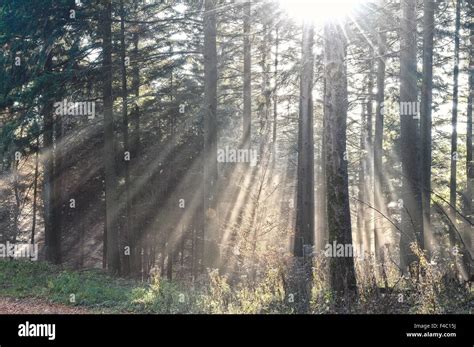 Sun Shines Through The Forest With Fog Stock Photo Alamy