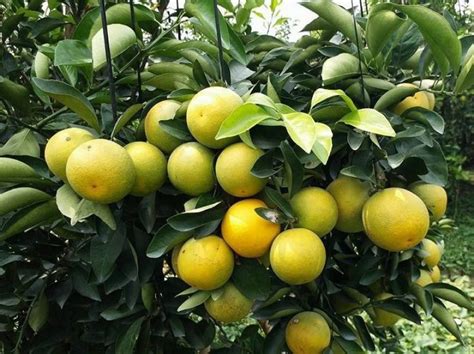100 loại cây ăn quả dễ trồng nhất và cho năng suất cao OECC