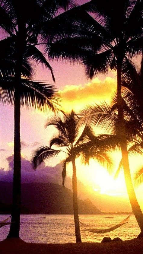 Pin By Dora O On Shorelines And Palm Trees Sunsets Background Hd