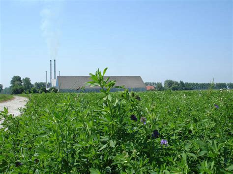 Dehydrated Alfalfa Pellets Buy From Timmerman Netherlands Zeeland