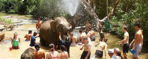 In their approach, this sanctuary invites you to bathe with those gentle giants because they are not wild anymore but domesticated animals, allowing people to show them. Elephant Jungle Sanctuary Phuket - Cool Asia Travel
