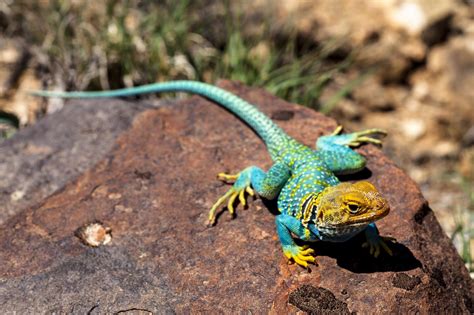 Collared Lizard Free Stock Photo Public Domain Pictures