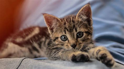 Cats have their own special lice and we have ours. How Long Do Cats Live? - Facts About Cat Lifetime - Cool ...