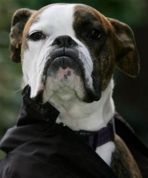 Bruno The Boxer Dog That Looks Like Phantom Of The Opera